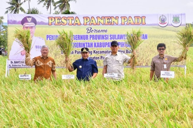Panen di Pinrang, Bahtiar Optimis Sulsel Surplus Beras